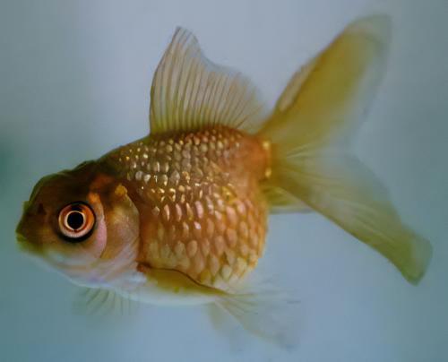 Chocolate Pearlscale Goldfish Carassius Auratus