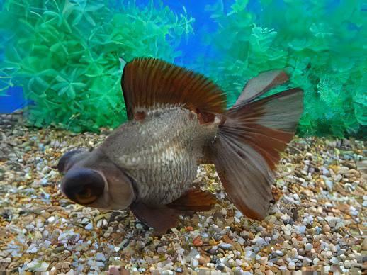 Chocolate Telescope Butterfly Moor Goldfish Carassius Auratus