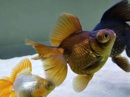 Chocolate Telescope Butterfly Moor Goldfish Carassius Auratus