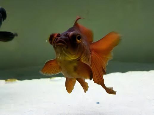 Chocolate Telescope Butterfly Moor Goldfish Carassius Auratus