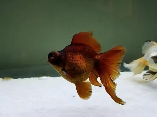Chocolate Telescope Butterfly Moor Goldfish Carassius Auratus
