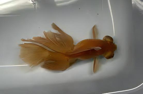 Chocolate Telescope Butterfly Moor Goldfish Carassius Auratus
