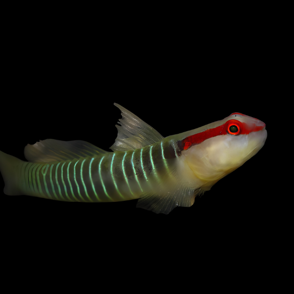 Christmas Nano Goby Elacatinus Multifasciatus - Real Aquatics