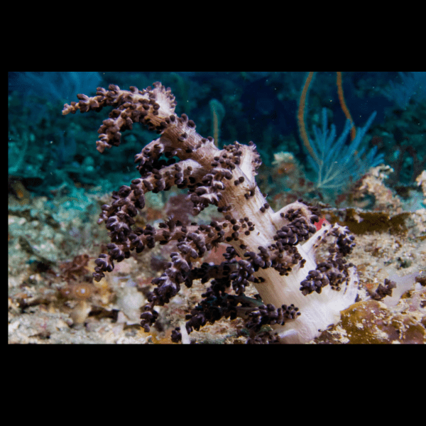 Christmas Tree Soft Coral Sphaerella Sp - Real Aquatics