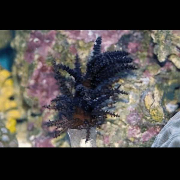 Christmas Tree Soft Coral Sphaerella Sp - Real Aquatics