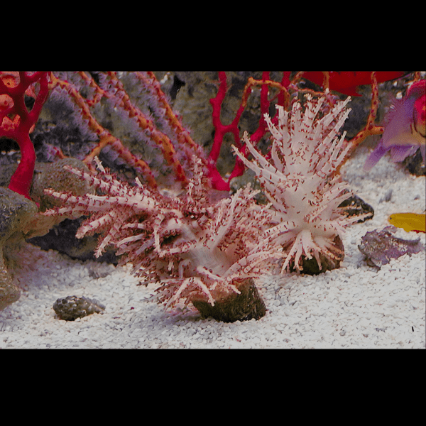 Christmas Tree Soft Coral Sphaerella Sp - Real Aquatics