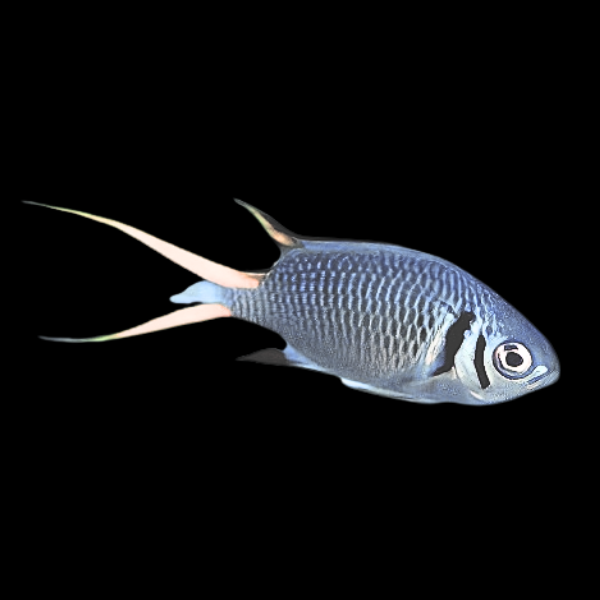 Chromis Titanium Fish Chromis Xanthura - Real Aquatics