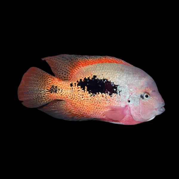 Cichlasoma Bifasciata Vieja Two Barred Cichlid 5cm - Real Aquatics