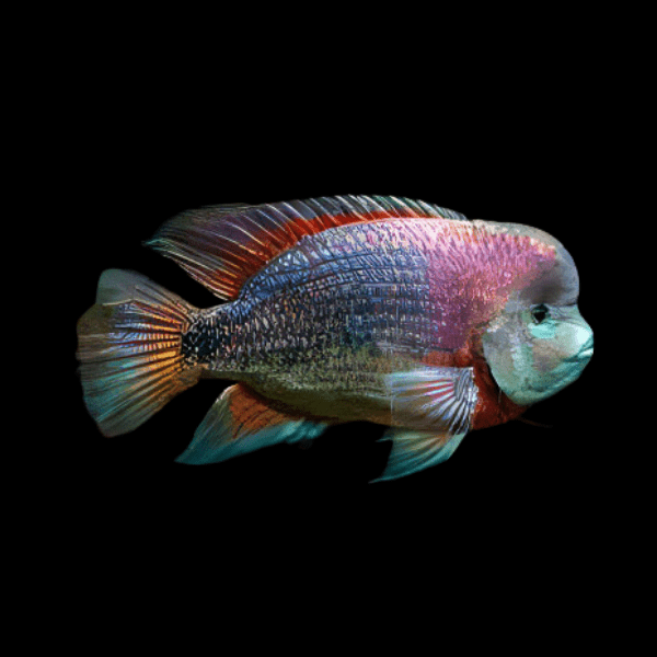 Cichlasoma Breidohri Vieja Angostura Cichlid 5cm - Real Aquatics