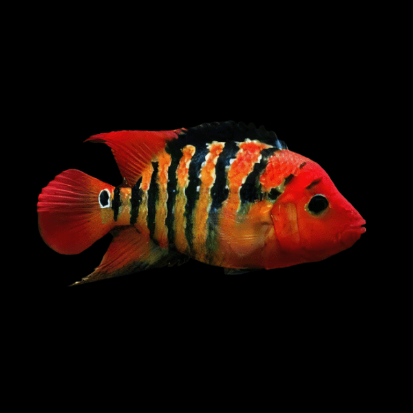 Cichlasoma Festae Red Terror Cichlid 5cm - Real Aquatics