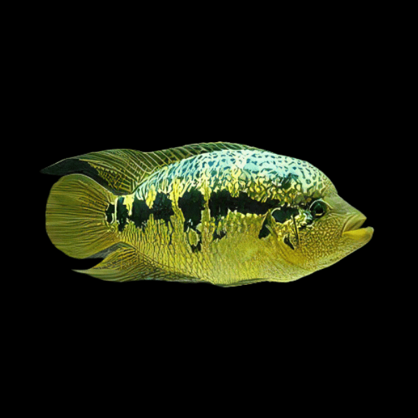 Cichlasoma Friedrichsthalii Yellow Jacket Cichlid 5cm - Real Aquatics