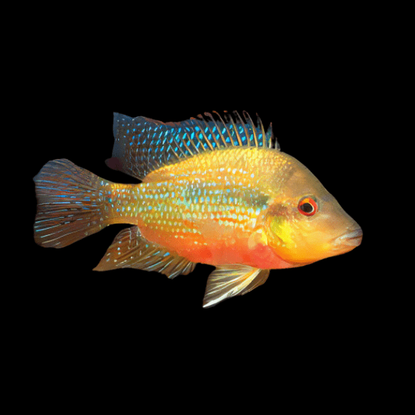 Cichlasoma Longimanus Red Breast Cichlid 5cm - Real Aquatics
