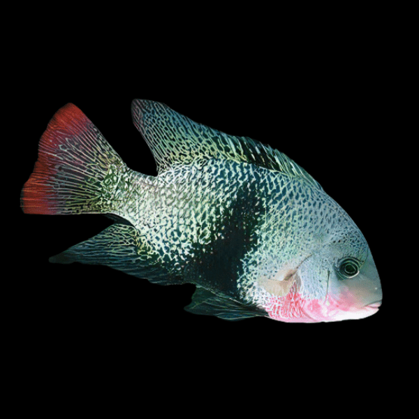 Cichlasoma Maculicauda Vieja Black Belt Cichlid 5cm - Real Aquatics