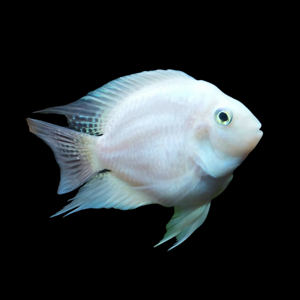 Cichlasoma Nigrofasciatum Balloon Albino Convict Cichlid 5cm - Real Aquatics