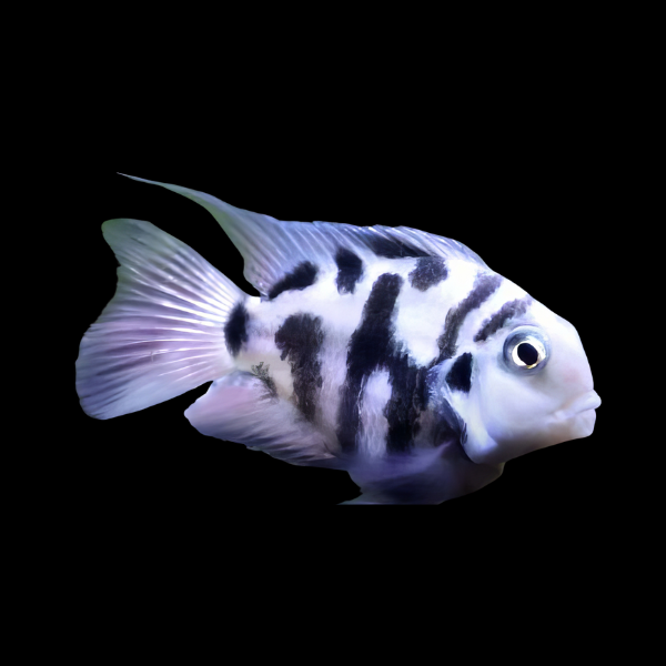 Cichlasoma Nigrofasciatum Balloon Convict Cichlid 5cm - Real Aquatics