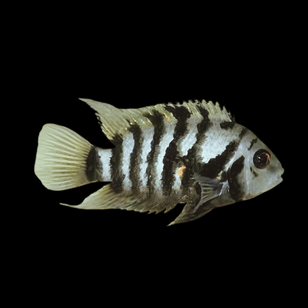 Cichlasoma Nigrofasciatum Convict Cichlid 5cm - Real Aquatics