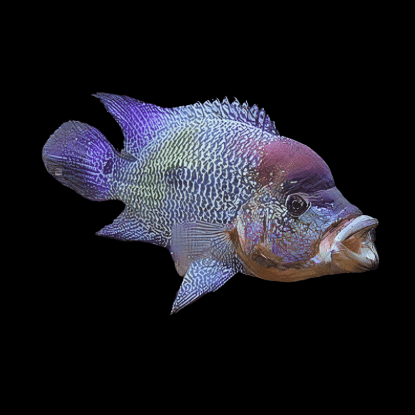 Turquoise Ornate Cichlid Cichlasoma Ornatum 10cm - Real Aquatics