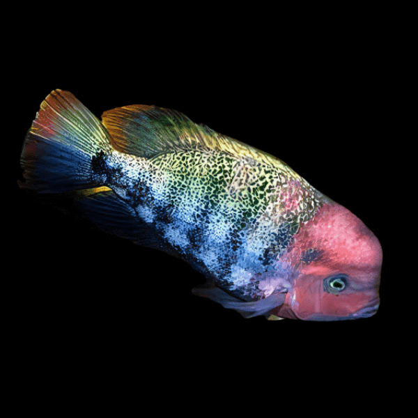 Cichlasoma Paratheraps Fenestrata Vieja Window Cichlid 5cm - Real Aquatics