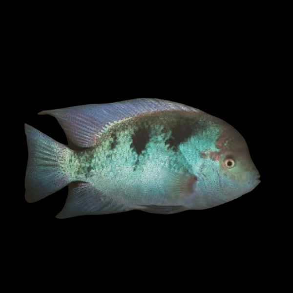 Cichlasoma Regani Vieja Regan's Cichlid 5cm - Real Aquatics