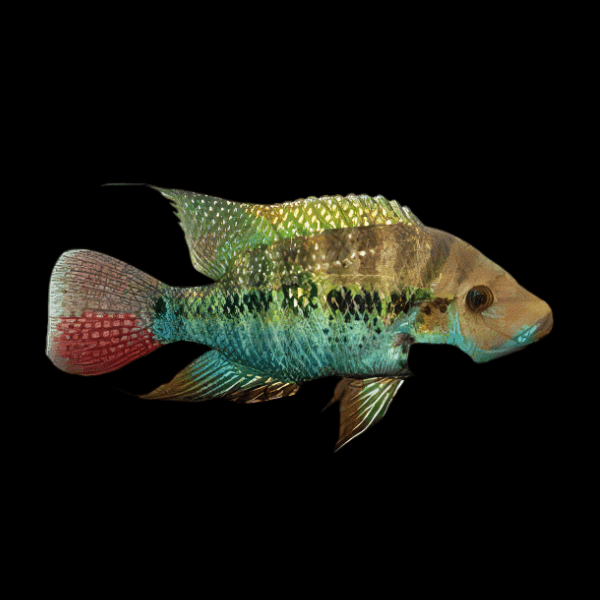 Cichlasoma Robertsoni False Firemouth Cichlid 5cm - Real Aquatics