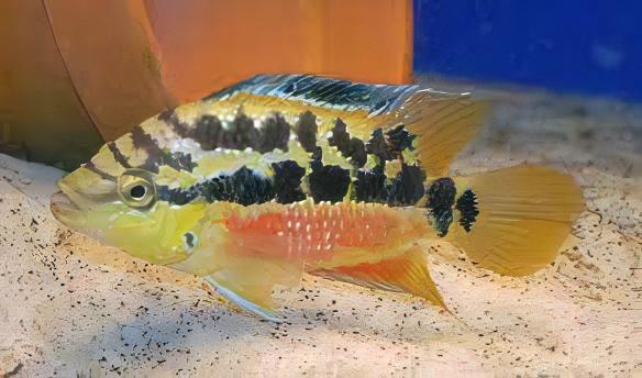 Cichlasoma Salvini Salvini Cichlid 5cm - Real Aquatics