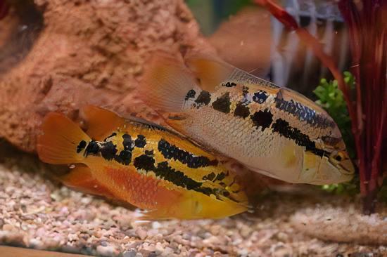 Cichlasoma Salvini Salvini Cichlid 5cm - Real Aquatics