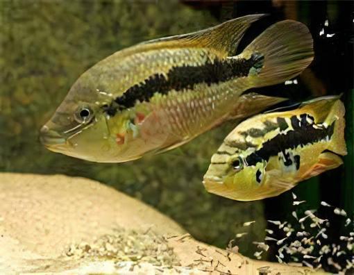 Cichlasoma Salvini Salvini Cichlid 5cm - Real Aquatics