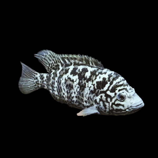 Cichlasoma Tetracanthus Cuban Cichlid 5cm - Real Aquatics