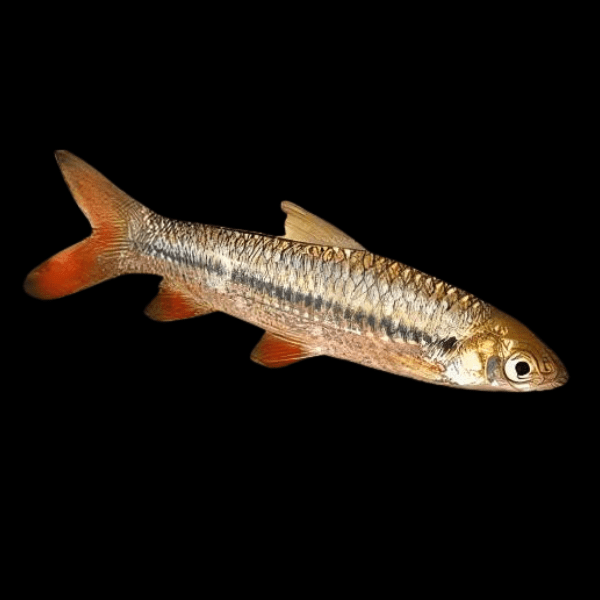 Cigar Shark Leptobarbus Rubripinna 8cm - Real Aquatics