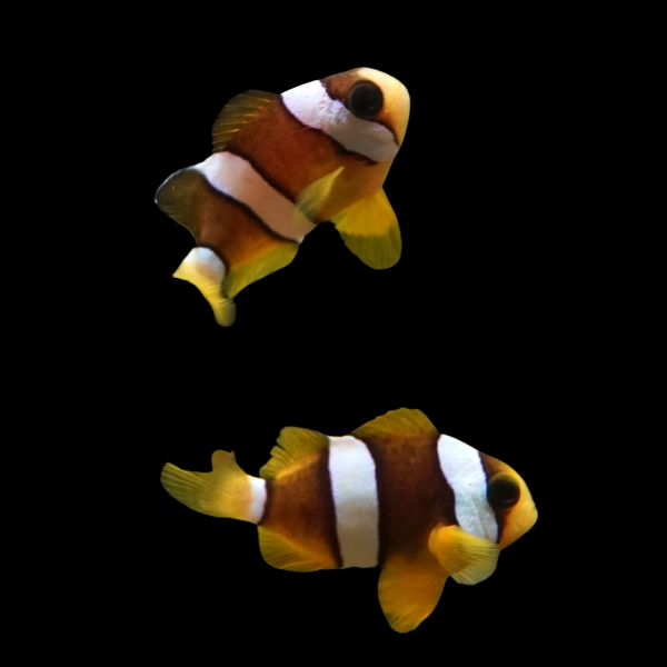 Clarki Clownfish Pacific Amphiprion Clarkii Pair - Real Aquatics