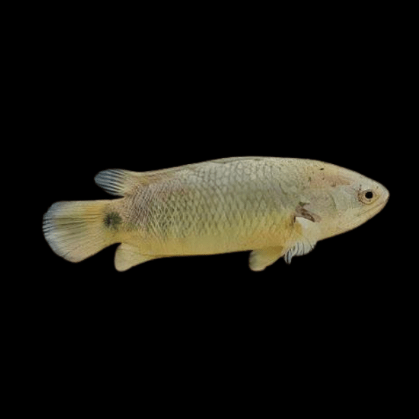 Climbing Perch Anabas Testudineus 6cm - Real Aquatics