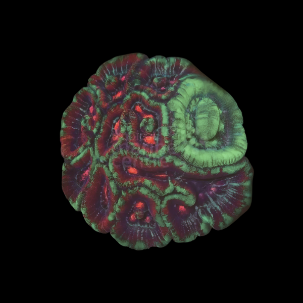 Closed Spiny Brain Hard Coral Symphyllia Sp - Real Aquatics
