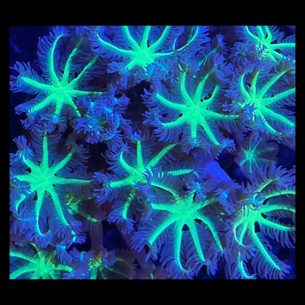 Clove Green Star Coral Polyp Clavularia Sp - Real Aquatics