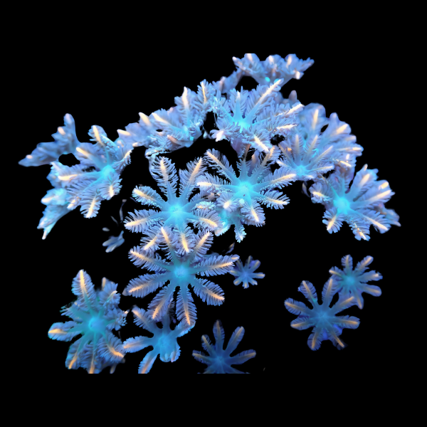 Clove Star Coral Polyp Clavularia Sp - Real Aquatics