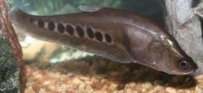 Clown Knife Fish Notopterus Chitala 10cm - Real Aquatics