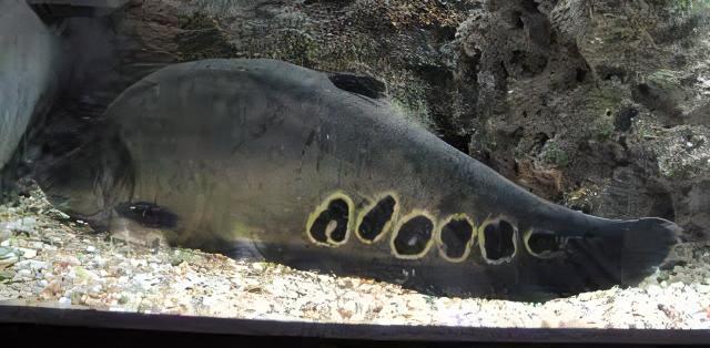 Clown Knife Fish Notopterus Chitala 10cm - Real Aquatics