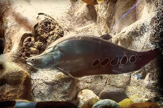 Clown Knife Fish Notopterus Chitala 10cm - Real Aquatics