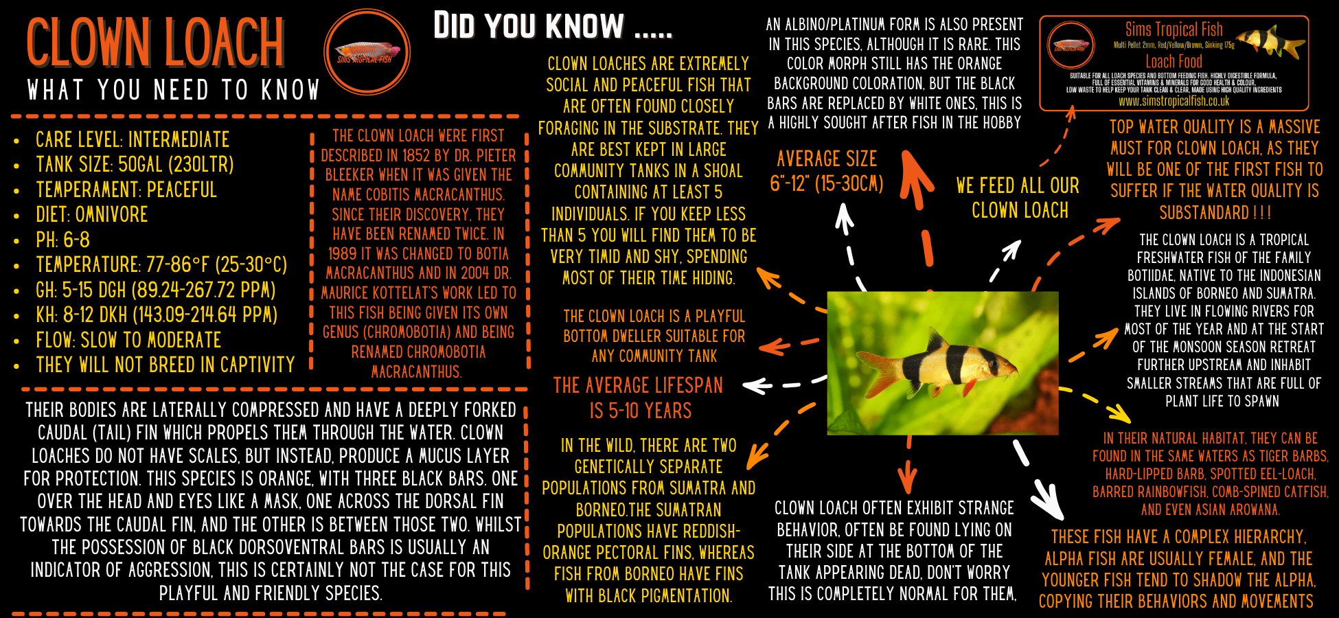 Clown Loach Botia Macracantha