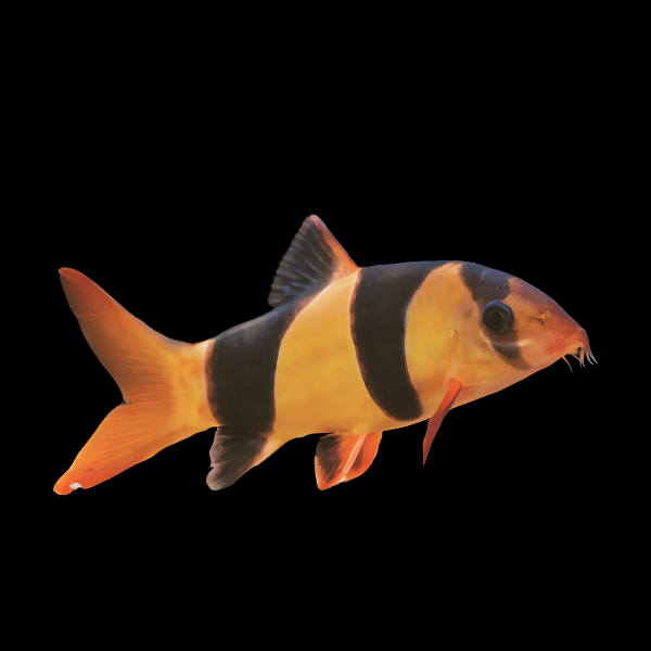 Clown Loach Botia Macracantha