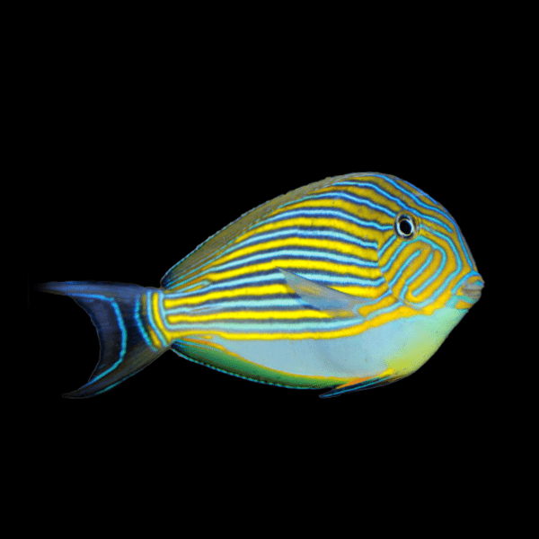 Clown Pyjama Tang Acanthurus Lineatus - Real Aquatics
