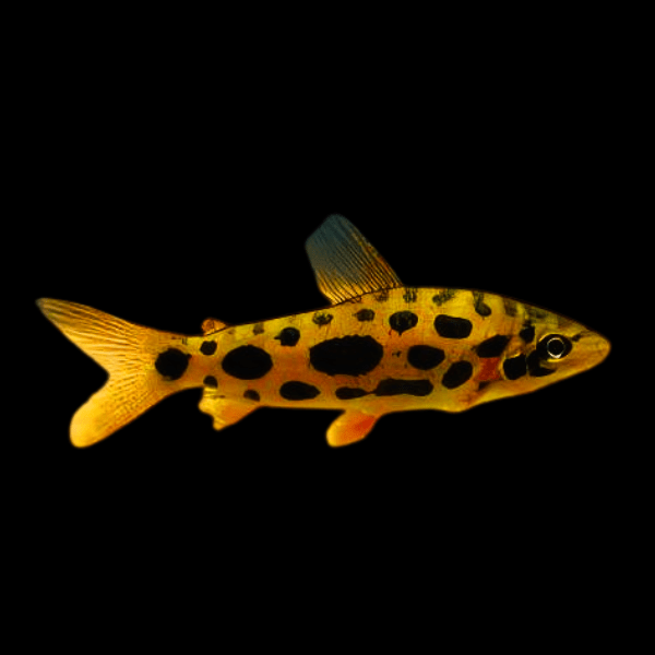 Clown Spotted Leporinus Leporinus Nijsseni 5cm - Real Aquatics