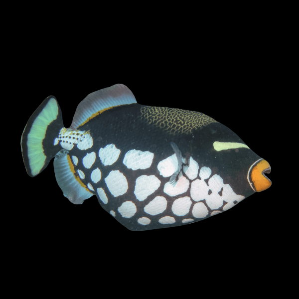 Clown Trigger Fish Balistoides Conspicillum - Real Aquatics