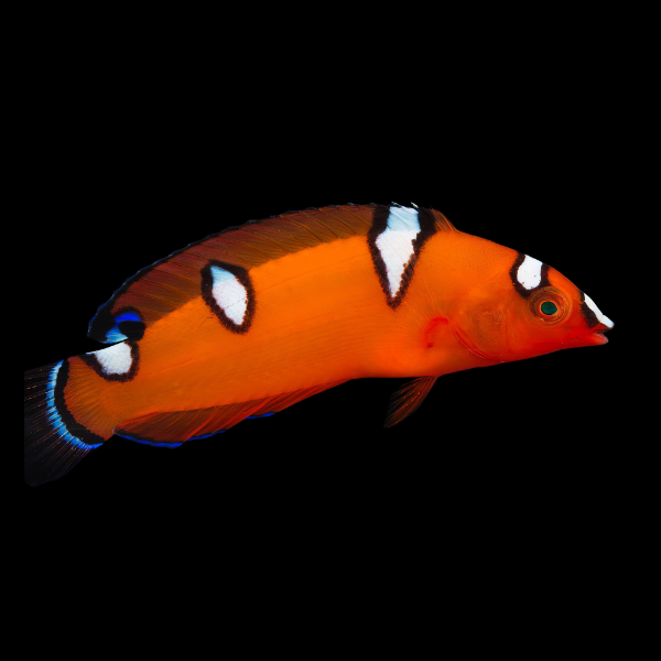 Clown Wrasse Coris Gaimard - Real Aquatics