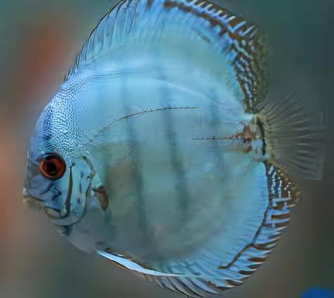 Cobalt Blue Discus