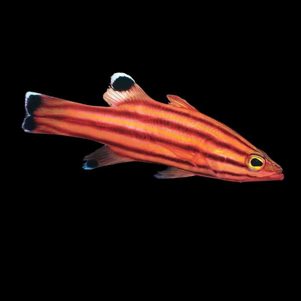 Collette's Swiss Guard Liopropoma Collettei - Real Aquatics