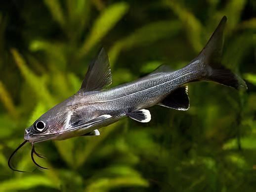 Colombian Shark Catfish Ariopsis Seemanni 6cm - Real Aquatics