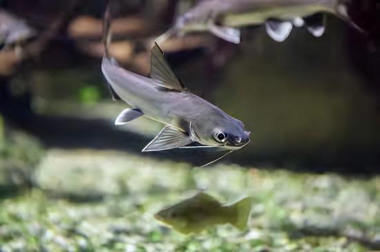 Colombian Shark Catfish Ariopsis Seemanni 6cm - Real Aquatics