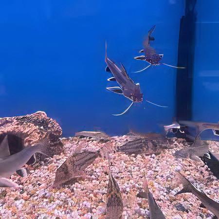 Colombian Shark Catfish Ariopsis Seemanni 6cm - Real Aquatics