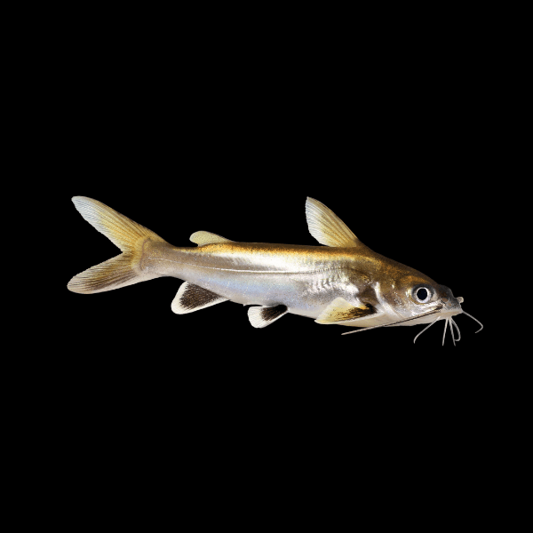 Colombian Shark Catfish Ariopsis Seemanni 6cm - Real Aquatics