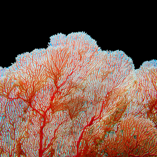 Coloured Whip Fan Gorgonia Gorgonia Sp - Real Aquatics